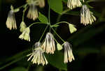 Waxyleaf meadow-rue